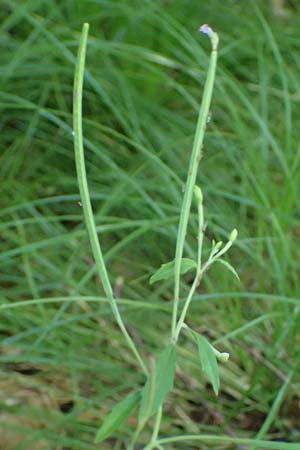 Epilobium montanum \ Berg-Weidenr�schen / Broad-Leaved Willowherb, D Grafenau 12.8.2024
