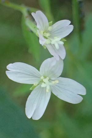 Epilobium montanum \ Berg-Weidenr�schen / Broad-Leaved Willowherb, D Grafenau 12.8.2024