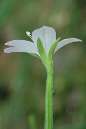 Epilobium montanum \ Berg-Weidenr�schen / Broad-Leaved Willowherb, D Grafenau 12.8.2024