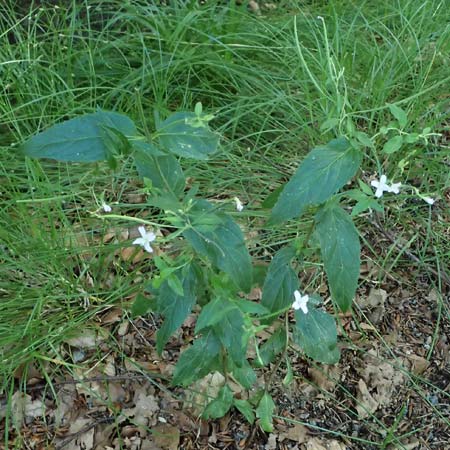 Epilobium montanum \ Berg-Weidenr�schen / Broad-Leaved Willowherb, D Grafenau 12.8.2024