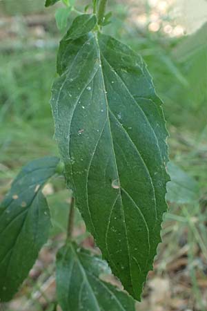 Epilobium montanum \ Berg-Weidenr�schen / Broad-Leaved Willowherb, D Grafenau 12.8.2024
