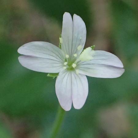 Epilobium montanum \ Berg-Weidenr�schen / Broad-Leaved Willowherb, D Grafenau 12.8.2024