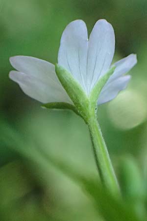 Epilobium montanum \ Berg-Weidenr�schen / Broad-Leaved Willowherb, D Grafenau 12.8.2024