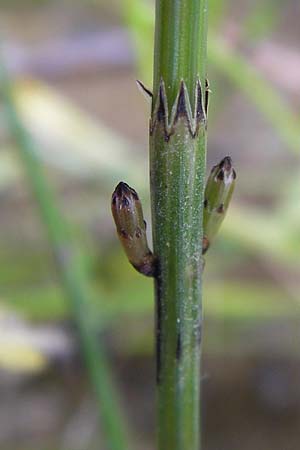 Equisetum palustre \ Sumpf-Schachtelhalm, Duwock / Marsh Horsetail, D Philippsburg 26.6.2013