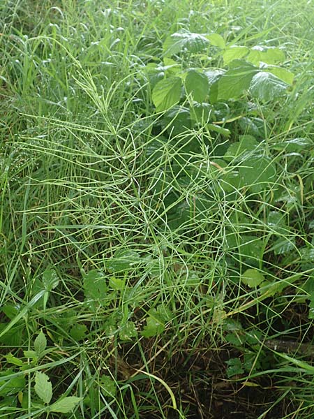 Equisetum arvense forma nemorosa \ Gro�er Acker-Schachtelhalm / Tall Field Horsetail, D Erlenbach am Main 25.6.2016