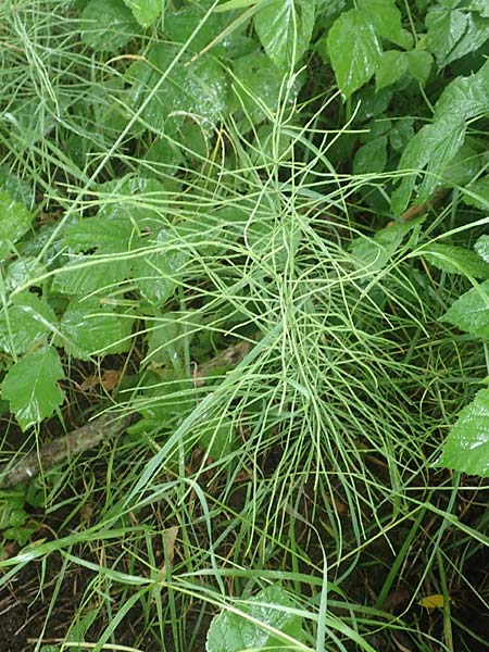 Equisetum arvense forma nemorosa \ Gro�er Acker-Schachtelhalm / Tall Field Horsetail, D Erlenbach am Main 25.6.2016