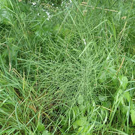 Equisetum arvense forma nemorosa \ Gro�er Acker-Schachtelhalm / Tall Field Horsetail, D Erlenbach am Main 25.6.2016