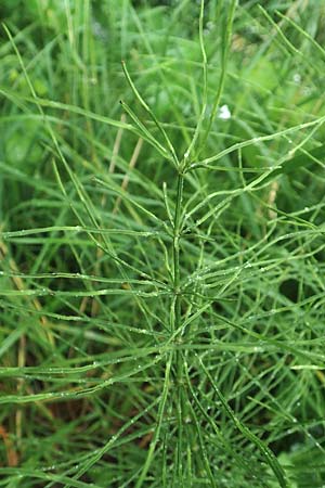 Equisetum arvense forma nemorosa \ Gro�er Acker-Schachtelhalm / Tall Field Horsetail, D Erlenbach am Main 25.6.2016