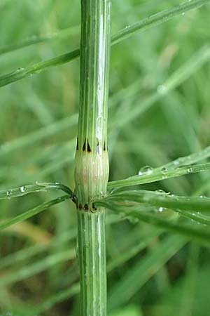Equisetum arvense forma nemorosa \ Gro�er Acker-Schachtelhalm / Tall Field Horsetail, D Erlenbach am Main 25.6.2016