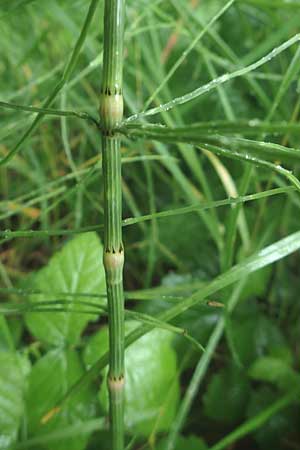 Equisetum arvense forma nemorosa \ Gro�er Acker-Schachtelhalm / Tall Field Horsetail, D Erlenbach am Main 25.6.2016