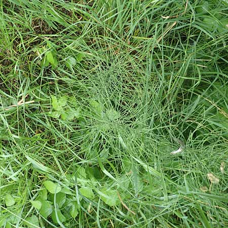 Equisetum arvense forma nemorosa \ Gro�er Acker-Schachtelhalm / Tall Field Horsetail, D Erlenbach am Main 25.6.2016