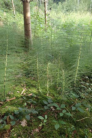 Equisetum telmateia \ Riesen-Schachtelhalm / Great Horsetail, D Allensbach 3.9.2016