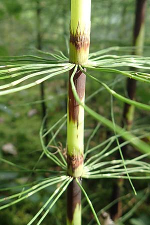 Equisetum telmateia \ Riesen-Schachtelhalm / Great Horsetail, D Allensbach 3.9.2016
