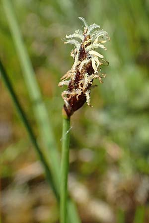 Eleocharis uniglumis \ Einspelzige Sumpfbinse / Spike Rush, D Offenburg 1.6.2021