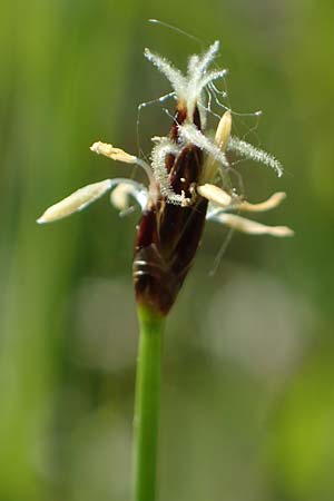 Eleocharis uniglumis \ Einspelzige Sumpfbinse / Spike Rush, D Offenburg 1.6.2021