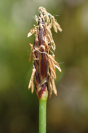 Eleocharis uniglumis \ Einspelzige Sumpfbinse / Spike Rush, D Kaiserstuhl,  Burkheim 1.6.2021