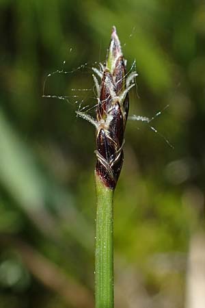 Eleocharis uniglumis \ Einspelzige Sumpfbinse / Spike Rush, D Kaiserstuhl,  Burkheim 1.6.2021