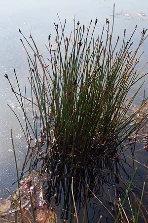 Eleocharis uniglumis \ Einspelzige Sumpfbinse / Spike Rush, D Elmpt 6.9.2021