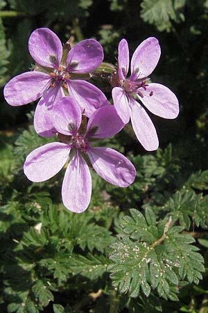 Erodium cicutarium \ Gew�hnlicher Reiherschnabel / Common Crane's-Bill, Philary, D Mannheim 1.4.2007