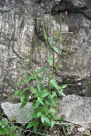 Epilobium montanum \ Berg-Weidenr�schen / Broad-Leaved Willowherb, D Schwarzwald/Black-Forest, Todtnau 18.8.2007