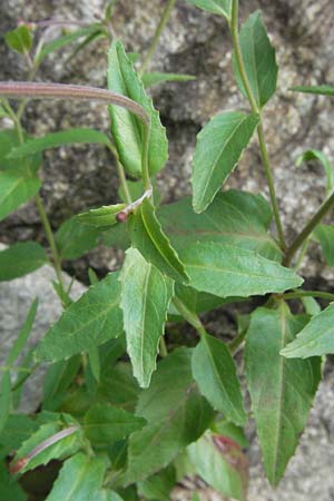 Epilobium montanum \ Berg-Weidenr�schen / Broad-Leaved Willowherb, D Schwarzwald/Black-Forest, Todtnau 18.8.2007