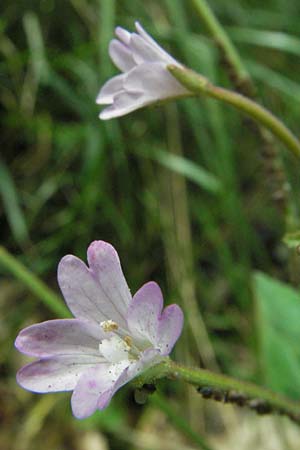 Epilobium montanum \ Berg-Weidenr�schen / Broad-Leaved Willowherb, D Schwarzwald/Black-Forest, Todtnau 18.8.2007