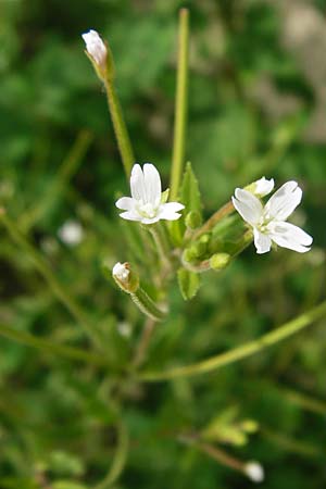 Epilobium ciliatum subsp. ciliatum \ Bewimpertes Weidenr�schen / Fringed Willowherb, D Eching 25.7.2015