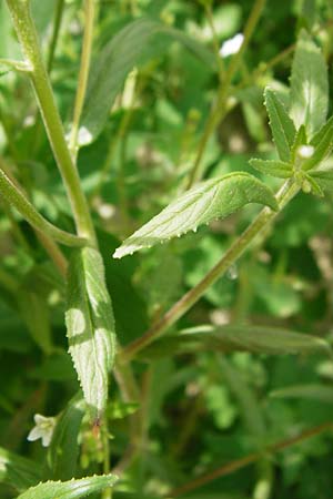 Epilobium ciliatum subsp. ciliatum \ Bewimpertes Weidenr�schen / Fringed Willowherb, D Eching 25.7.2015