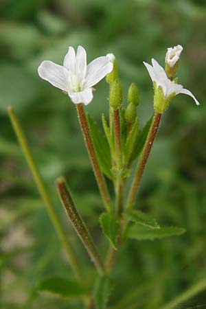 Epilobium ciliatum subsp. ciliatum \ Bewimpertes Weidenr�schen / Fringed Willowherb, D Eching 25.7.2015
