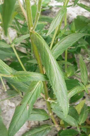 Epilobium ciliatum subsp. ciliatum \ Bewimpertes Weidenr�schen / Fringed Willowherb, D Eching 25.7.2015