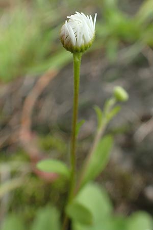 Erigeron strigosus \ Ausdauerndes Berufkraut / Common Eastern Fleabane, Prairie Fleabane, D Mannheim 20.9.2015