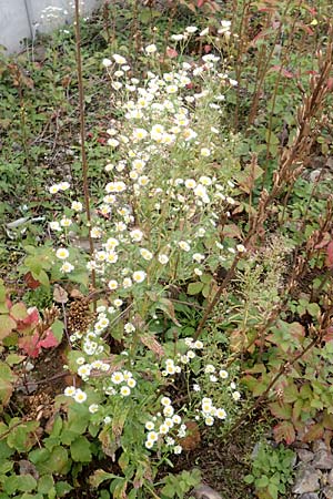 Erigeron annuus \ Einj�hriger Feinstrahl / Tall Fleabane, D Mannheim 23.9.2015