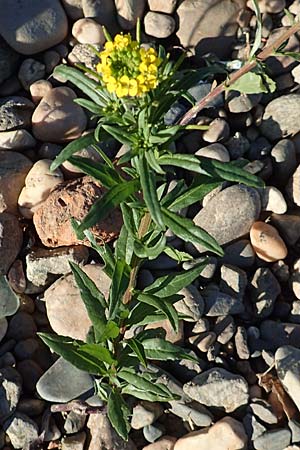 Erysimum cheiranthoides \ Acker-Sch�terich, Acker-Schotendotter / Treacle Mustard, D Dresden 2.11.2015