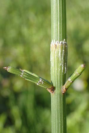 Equisetum ramosissimum \ �stiger Schachtelhalm / Branched Horsetail, D Mannheim 22.6.2016