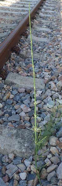 Equisetum ramosissimum \ �stiger Schachtelhalm / Branched Horsetail, D Mannheim 22.6.2016