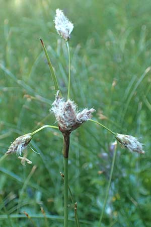 Eriophorum angustifolium \ Schmalbl�ttriges Wollgras / Common Cotton Grass, D Schwarzwald/Black-Forest, Feldberg 10.7.2016