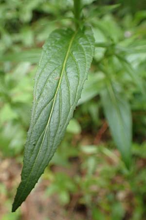 Epilobium roseum \ Rosenrotes Weidenr�schen / Pale Willowherb, D Odenwald, Reichelsheim 16.6.2017