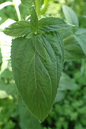 Epilobium roseum \ Rosenrotes Weidenr�schen / Pale Willowherb, D Aschaffenburg 24.6.2017