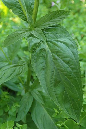 Epilobium roseum \ Rosenrotes Weidenr�schen / Pale Willowherb, D Aschaffenburg 24.6.2017