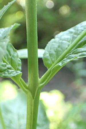 Epilobium roseum \ Rosenrotes Weidenr�schen / Pale Willowherb, D Aschaffenburg 24.6.2017