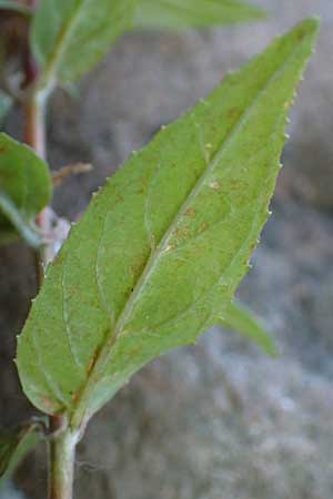 Epilobium roseum \ Rosenrotes Weidenr�schen / Pale Willowherb, D Mannheim 26.6.2017