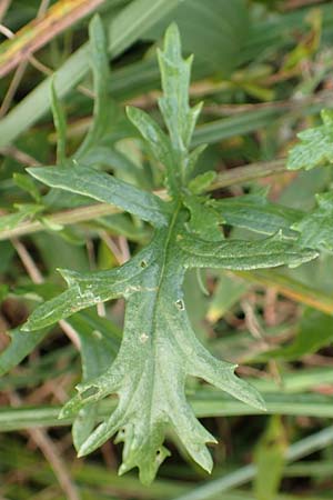 Senecio erucifolius \ Raukenbl�ttriges Greiskraut / Hoary Ragwort, D Kehl 7.10.2017