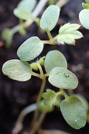 Fragaria vesca \ Wald-Erdbeere / Wild Strawberry, D Mannheim 25.3.2018