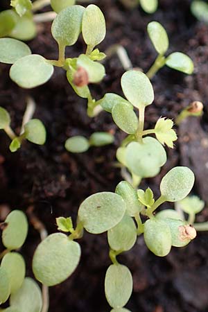 Fragaria vesca \ Wald-Erdbeere / Wild Strawberry, D Mannheim 25.3.2018
