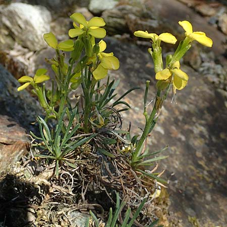 Erysimum kotschyanum \ Kotschys Sch�terich / Turkish Treacle Mustard, D Frankfurt Palmengarten 21.4.2019