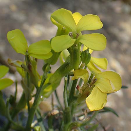 Erysimum kotschyanum \ Kotschys Sch�terich / Turkish Treacle Mustard, D Frankfurt Palmengarten 21.4.2019