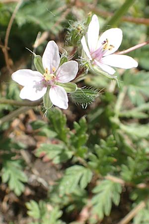 Erodium cicutarium \ Gew�hnlicher Reiherschnabel / Common Crane's-Bill, Philary, D Ketsch 28.5.2019