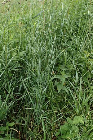 Elymus hispidus \ Graugr�ne Quecke / Intermediate Wheatgrass, D Philippsburg 6.6.2019