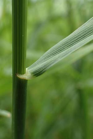 Elymus repens \ Kriechende Quecke / Couch Grass, D Philippsburg 6.6.2019
