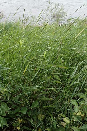 Elymus repens \ Kriechende Quecke / Couch Grass, D Philippsburg 6.6.2019